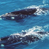 Southern Right Whale